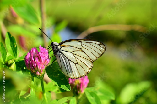 White butterfly on a pink flower. The aporia Crataegi (Aporia crataegi) is a butterfly of the family of pierids (Pieridae). Close up. Macro.