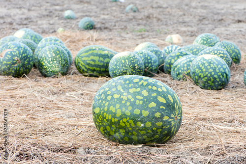 Late autumn, watermelon field in Astrakhan region, Russia