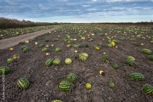 Late autumn, watermelon field in Astrakhan region, Russia