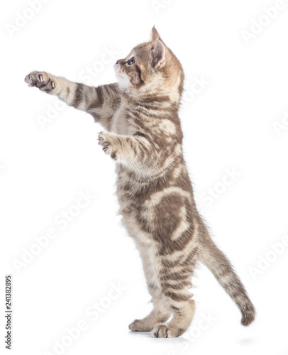 kitten profile standing and looking up with raised paws isolated