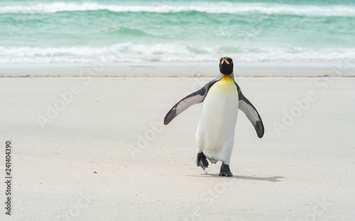 King pinguin walking at the beach