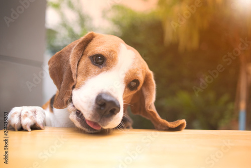 Beagle dogs are looking with suspicion