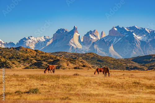 TORRES DEL PAINE, CHILE. grazing horses in front of the magnificent mountain range