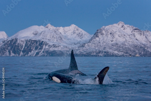 killer whale, orca, orcinus orca