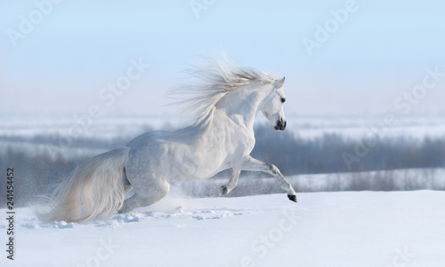 White horse with long mane galloping across winter meadow.