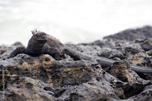 Galápagos Islands marine iguana