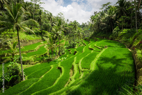 Beautiful greenery rice fields in Bali, Indonesia