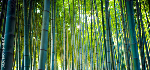 Bamboo Groves, bamboo forest in Arashiyama, Kyoto Japan.