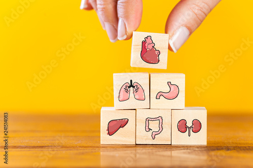 Hand arranging internal organ icons