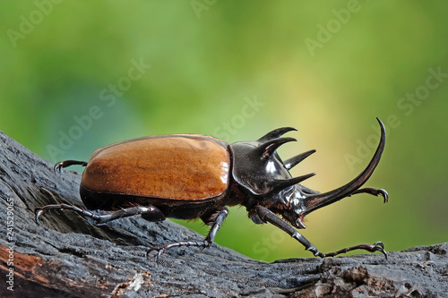 The Five-horned rhinoceros beetle (Eupatorus graciliconis) also known as Hercules beetles, Unicorn or Horn beetles. One of World most famous exotic insects pets. Selective focus, blurred background