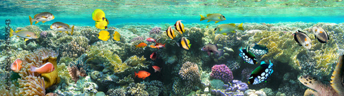 Underwater scene. Coral reef, colorful fish groups and sunny sky shining through clean sea water.