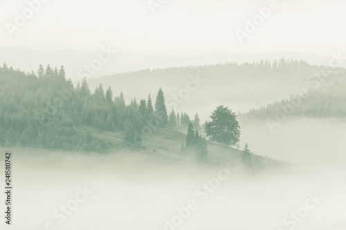 Foggy mountain ranges covered with spruce forest in the morning mist
