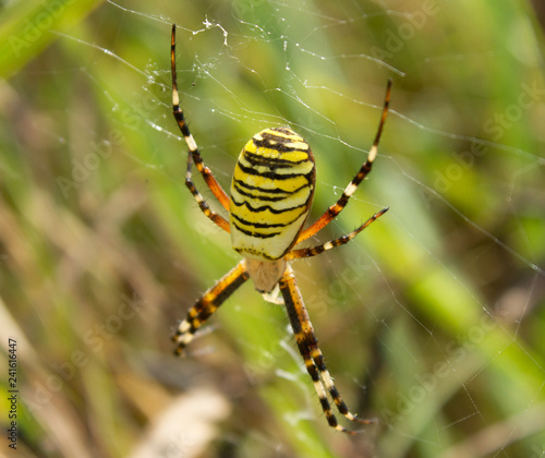 Wasp spider (Argiope bruennichi) on the spider web