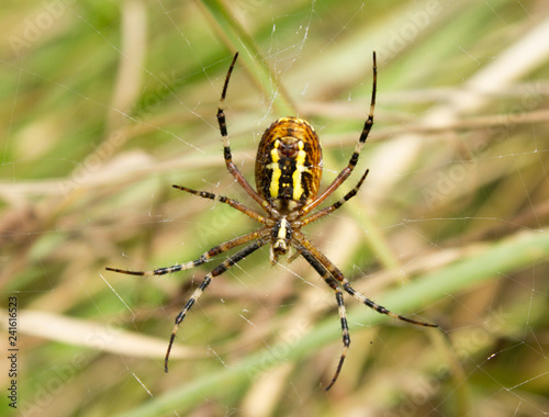 Wasp spider (Argiope bruennichi) on the spider web