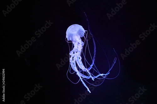 Beautifully lit compass jellyfish