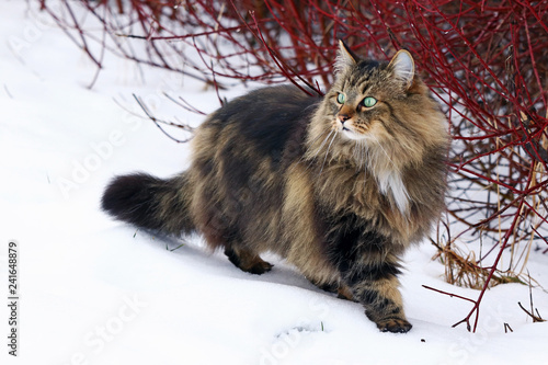 Eine hübsche junge Norwegische Waldkatze auf der Jagd im Schnee 