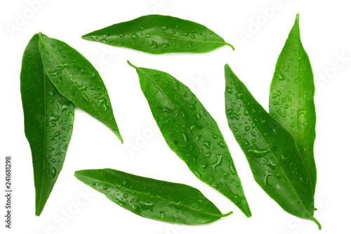 citrus leaves isolated on white background. top view. mandarin leaves. orange leaves