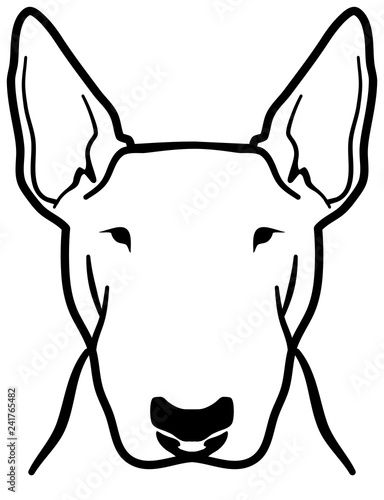 Bull terrier head