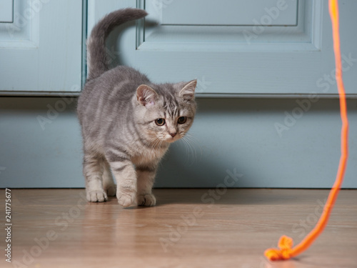 Scottish straight kitten is lured with orange shoelace on kitchen floor.