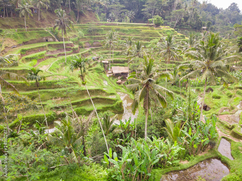Oblique view of Green Wet Rice Paddy Terraces in Tegalalang ,Ubud