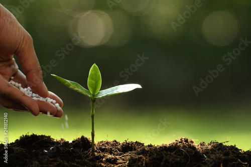 Hand giving chemical fertilizer to young plant on nature background