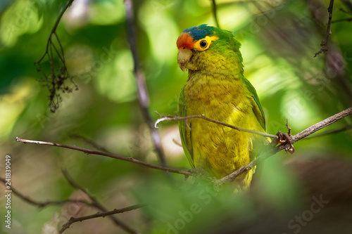 Orange-fronted Parakeet - Eupsittula canicularis or orange-fronted conure, also known as the half-moon conure, medium-sized parrot resident from western Mexico to Costa Rica