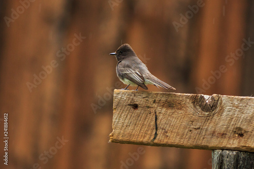 Black Phoebe at the Grafton ghost town in southern Utah