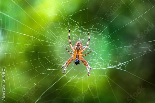 Spinne im Netz