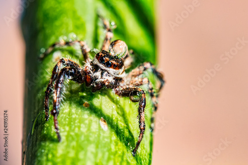 Jumping spider with water drop on head