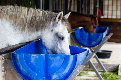 horse eating feed out of a rubber pan