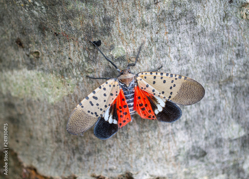 Top view of spotted lantern fly with open wings, Berks County, Pennsylvania 