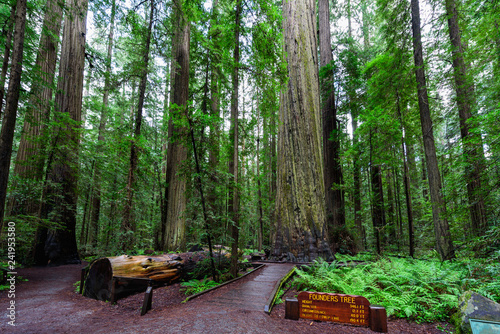 Founders Tree, Humboldt Redwoods State Park, Redwood National Park, California