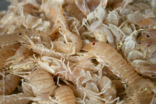 Squilla mantis, species of mantis shrimp found in shallow coastal areas of the Mediterranean Sea and the Eastern Atlantic Ocean: cicala or pacchero, fished mantis shrimp
