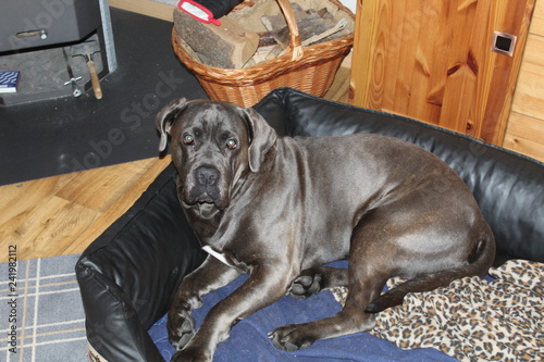 an italian mastiff In the dog basket