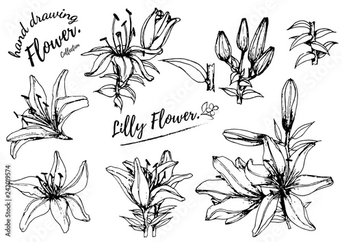 Lilly flower drawing illustration. Black and white with line art on white backgrounds.