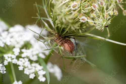 Spinne in einer Pflanze