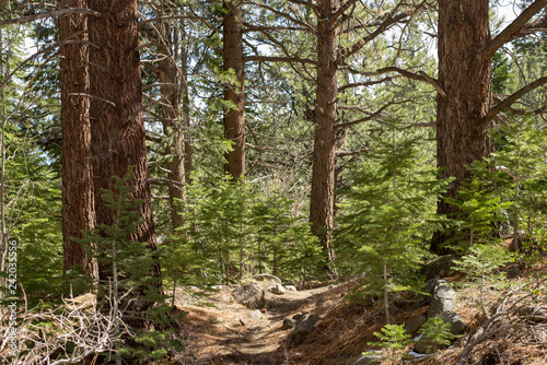 Dense Ponderosa Pine Forest in Galena Creek, Nevada