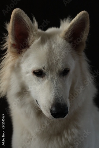 Portret białego dużego psa