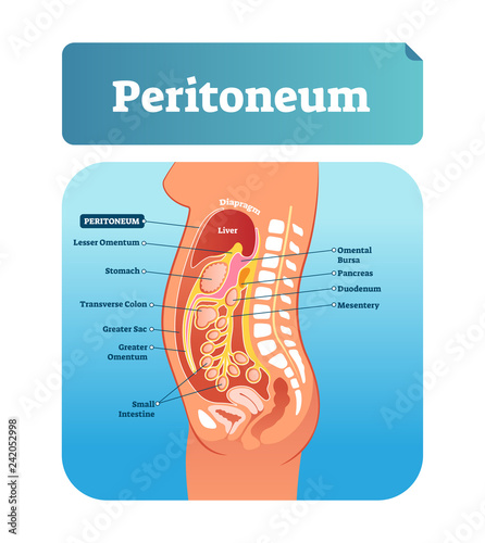 Peritoneum vector illustration. Labeled medical membrane location scheme.