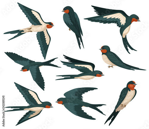 Flying swallow birds in various views set, flock of birds with colored plumage vector Illustration on a white background
