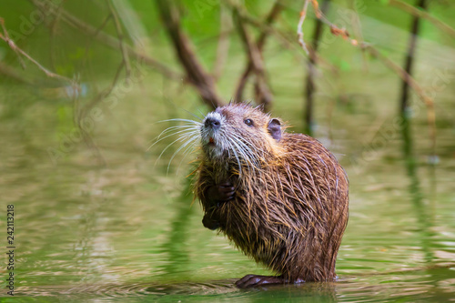 Closeup of a muskrat Ondatra zibethicus or nutria Myocastor coypus rodent