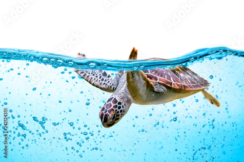 Sea turtle swims under water isolated on white