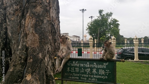 Thailand, Monkey, Lop Buri 