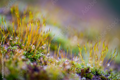Beautiful Green Moss Grown Up with Water Drop Cover the Rough Stones in the Forrest