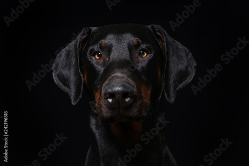 Adult doberman dog on black background