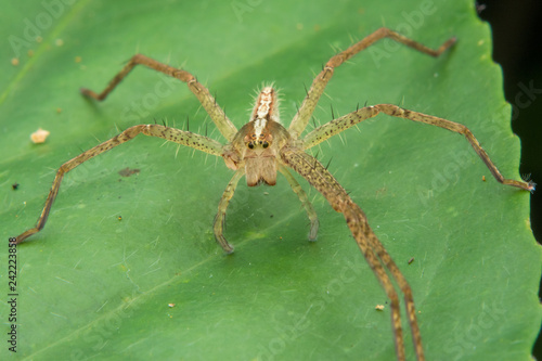 Lynx spider － Oxyopidae close-up