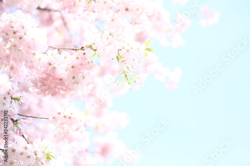 青い空に映えるピンクの桜