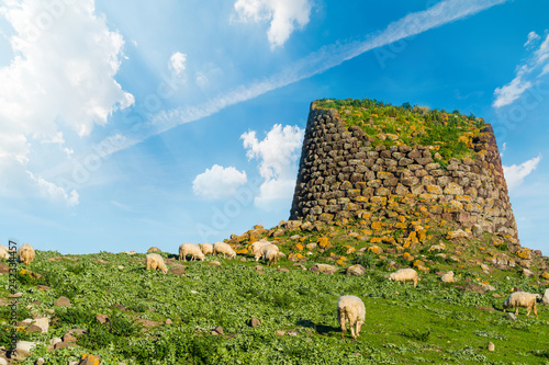 Herd of sheep by a nuraghe in Sardinia