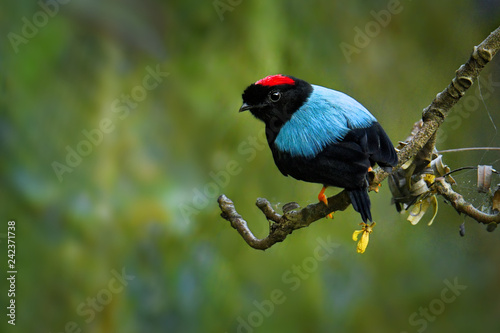 Long-tailed manakin - Chiroxiphia linearis species of bird in the Pipridae family native to Central America.