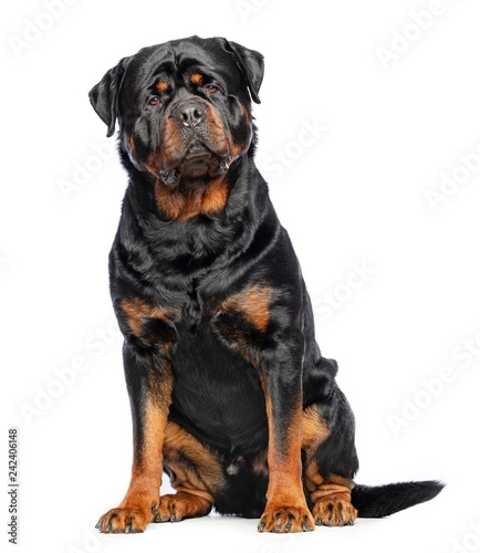 Rottweiler Dog Isolated on White Background in studio